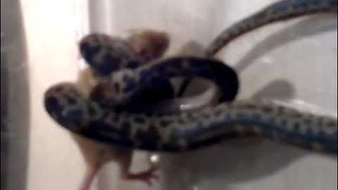Spotted python eats live mouse
