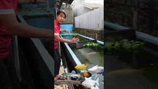 RTC PHANTOM MATI JADI PAKAN IKAN MONSTER