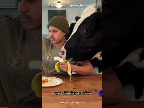 هذا الرجل يعيش مع بقرة داخل منزله Shorts فيديوهات قصيرة مقاطع قصيرة