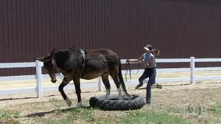 Celebrity LTR Training Tip #63: Ground Driving Lateral Obstacles Net Worth