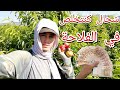 موسم الفروتا أجي تخدم العمل في الفلاحة و ها شحال كنتخلص في النهار 
