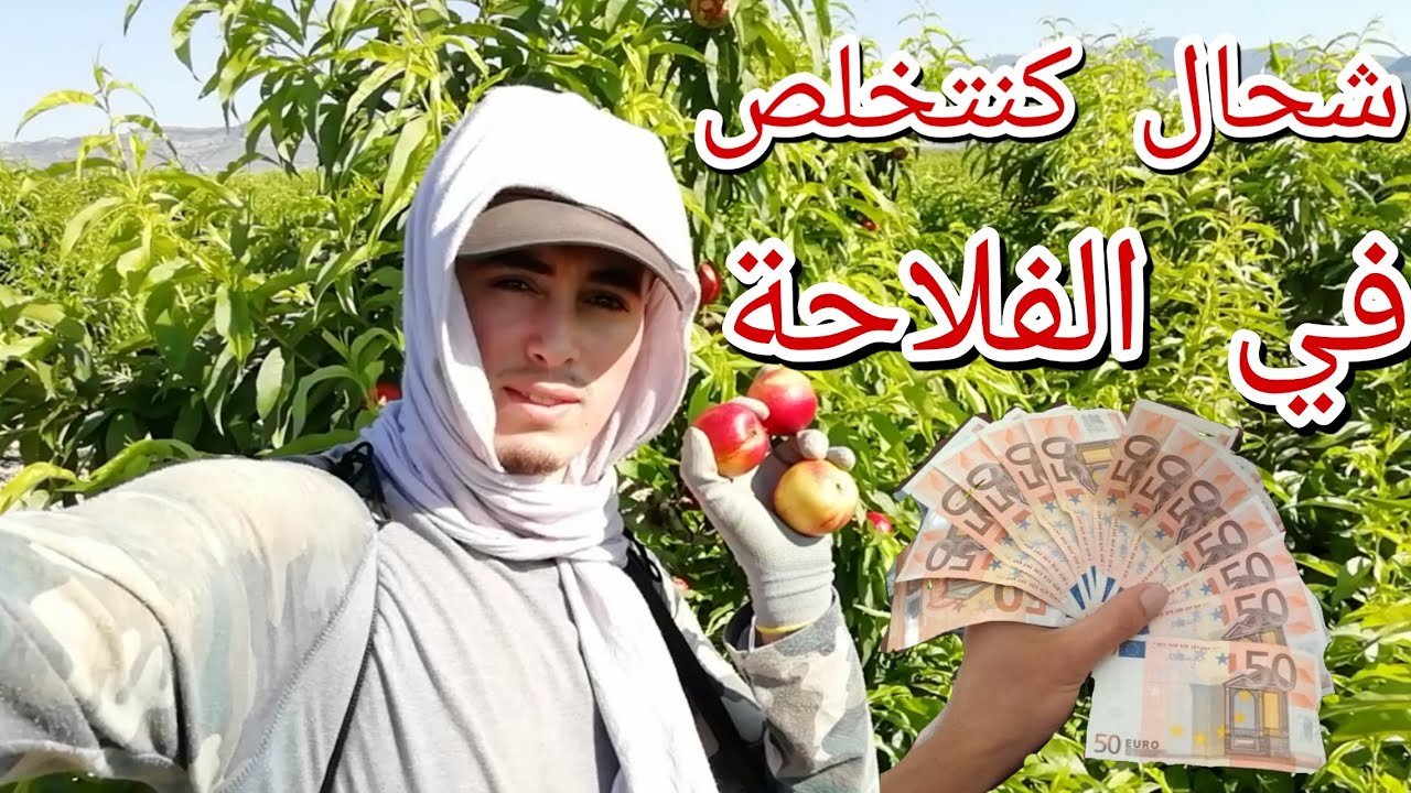 { موسم الفروتا أجي تخدم } العمل في الفلاحة و ها شحال كنتخلص في النهار