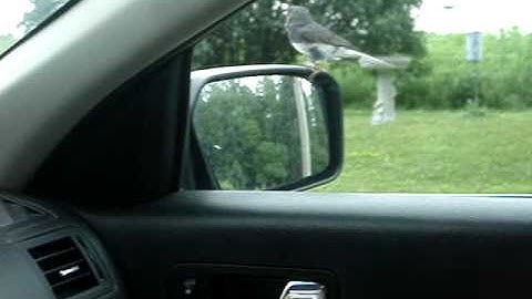 bird attacks his own reflection