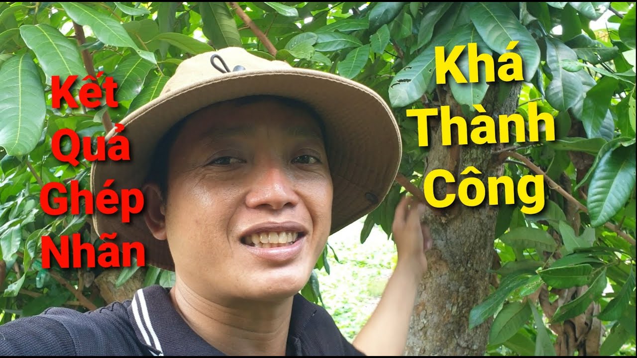 Chia Sẻ Kết Quả Ghép Nhãn Khá Thành Công ( Xoài Cai Lậy )