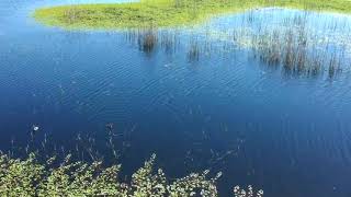 Dji Spark At Vic Fazio Yolo County Bypass Wildlife Refuge In Davis, Ca 1017