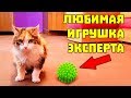 НОВАЯ КОШКА В КВАРТИРЕ ГДЕ УМЕР ЭКСПЕРТ / ЧТО ОНА СКАЗАЛА / ЭТО ВСЕ ПРАНК?