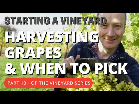 Starting a Vineyard