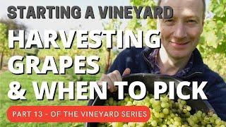 Starting a Vineyard Part 13  Harvesting (& when to pick the grapes)
