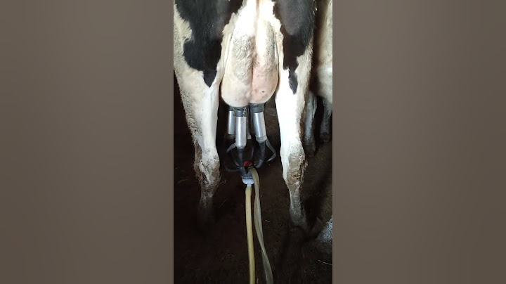🐄 İnek Süt Sağım 🐮🐄