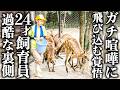 カンガルーのガチ喧嘩に飛び込む24歳!猛獣の世話までこなす女性飼育員の過酷な裏側