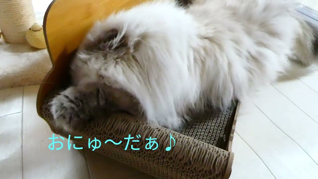 あたらしいネコ用ソファ　a new sofa for my cat　　#ねこ #猫のいる暮らし#新しい#cat#Life with cats
