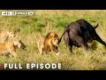 Apex Predators | An Adventure Through Wildlife in 4K | Nature Animal Documentary