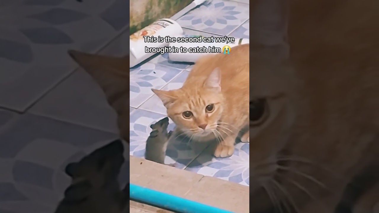 Когда они понимают, что Киттио подкуплен ohhps