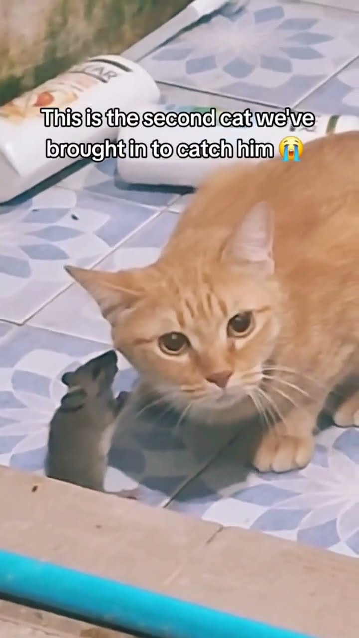 When they realize that Kittyo is being bribed by the ohhps