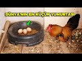 Dünyanın En Küçük Yumurta Yapan Tavuk Cinsi !