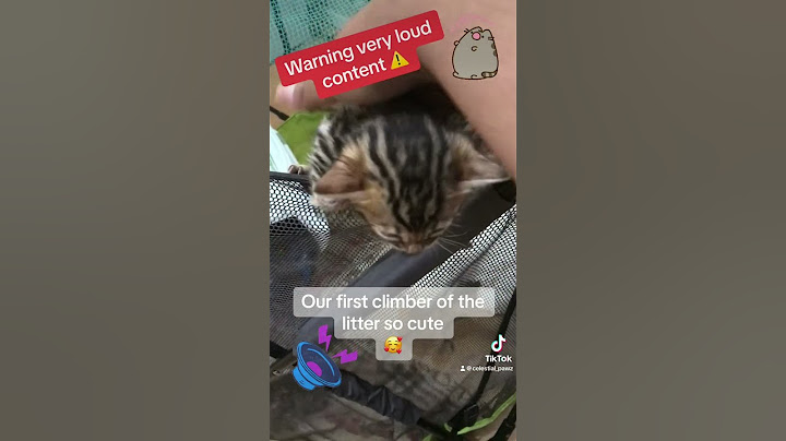 Our weaning journey has began and boi has it been a fun couple days so far #bengal #kittens #cat