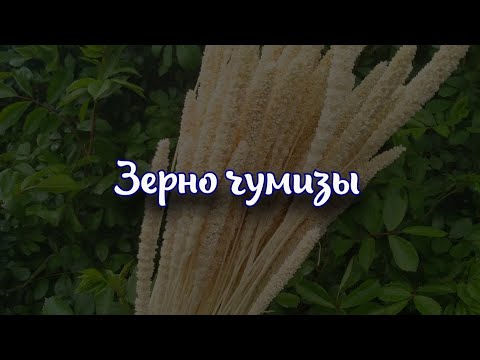 Зерно чумизы. Состав и применение