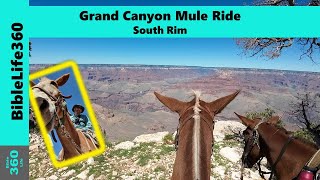 Grand Canyon Mule Ride: Rim Trail || Bucket List Ride || South Rim || Two Hours || Trail Conditions