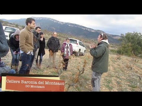 Wine Tourism DO Montsant. Cellar Baronia del Montsant