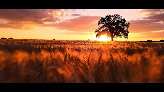 Harvest Gold | Golden Wheat Field at Sunset — 1 Hour Relaxing Nature Ambience