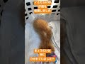 炎天下、母猫がいなくなってぐったりしている仔猫を保護しました#shorts