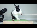 Rabbit falling over  asmr fail