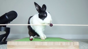 Rabbit falling over - ASMR fail!