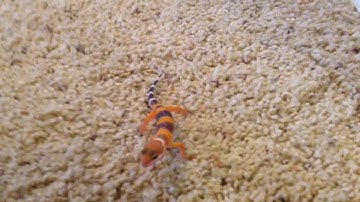 If the leopard gecko bites