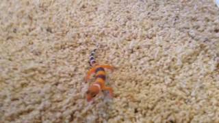 If the leopard gecko bites