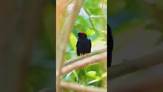 EXOTIC BIRDS most beautiful in the world