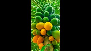 Grow Papaya Plant From Papaya Plant Cutting