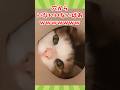 ネッコの動画見てクスッとなったら負けwww　#2ch動物スレ #動物 #猫 #shorts #2ch