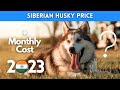 Siberian Husky Dog Price in India 2022 (Monthly Expenses Included)