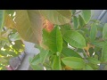 100 por ciento reproducción de árboles de guayaba nueva forma