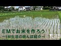 EMでお米を作ろう～EM生活の田んぼ紹介～