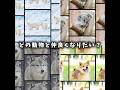 どの動物と仲良くなりたい?#ホッキョクグマ #コアラ #犬 #オオカミ #バズれ