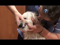 How To Do Dog Care