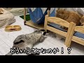 遂にポッポちゃんが発情！しかしまさかの事態に...