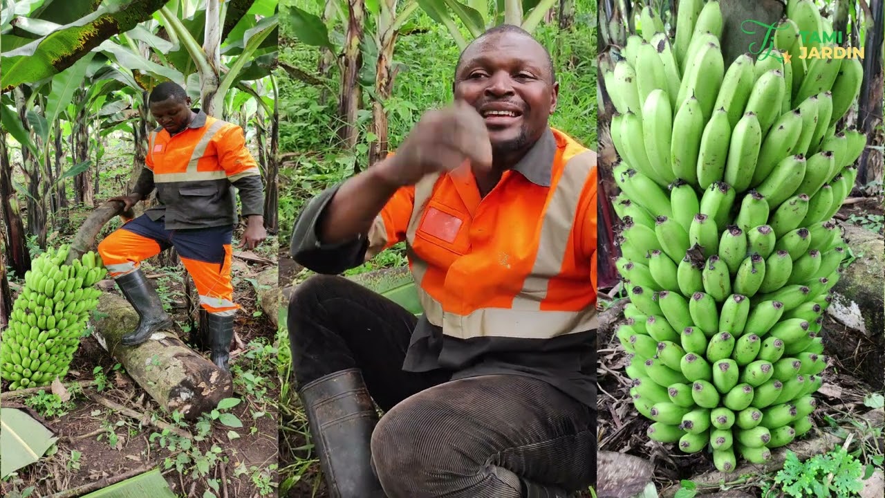 Il bat le record dans la production de la banane douce. 180 tonnes sur un hectare