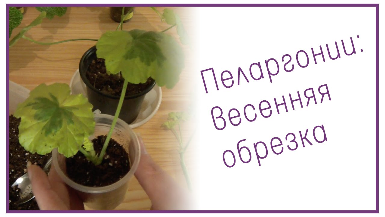 Когда весной обрезать герань домашнюю. Обрезка пеларгонии. Весенняя обрезка пеларгонии. Обрезка герани весной для пышного цветения. Герань надо обрезать весной.