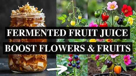 DIY Fermented Fruit Juice. This Ancient Liquid Revives Dead Soil Instantly & Boosts Flowers & Fruits