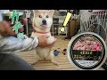 柴犬小春　【思わず二度見】缶詰が開いた瞬間に顔色が激変！