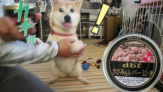 柴犬小春　【思わず二度見】缶詰が開いた瞬間に顔色が激変