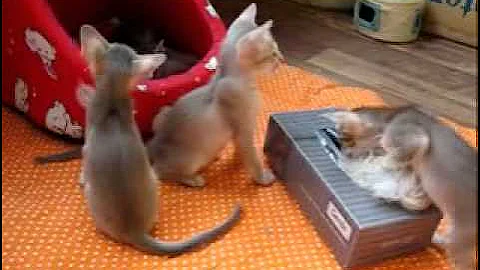 Video 8180511: siamese oriental kittens, kitten playing