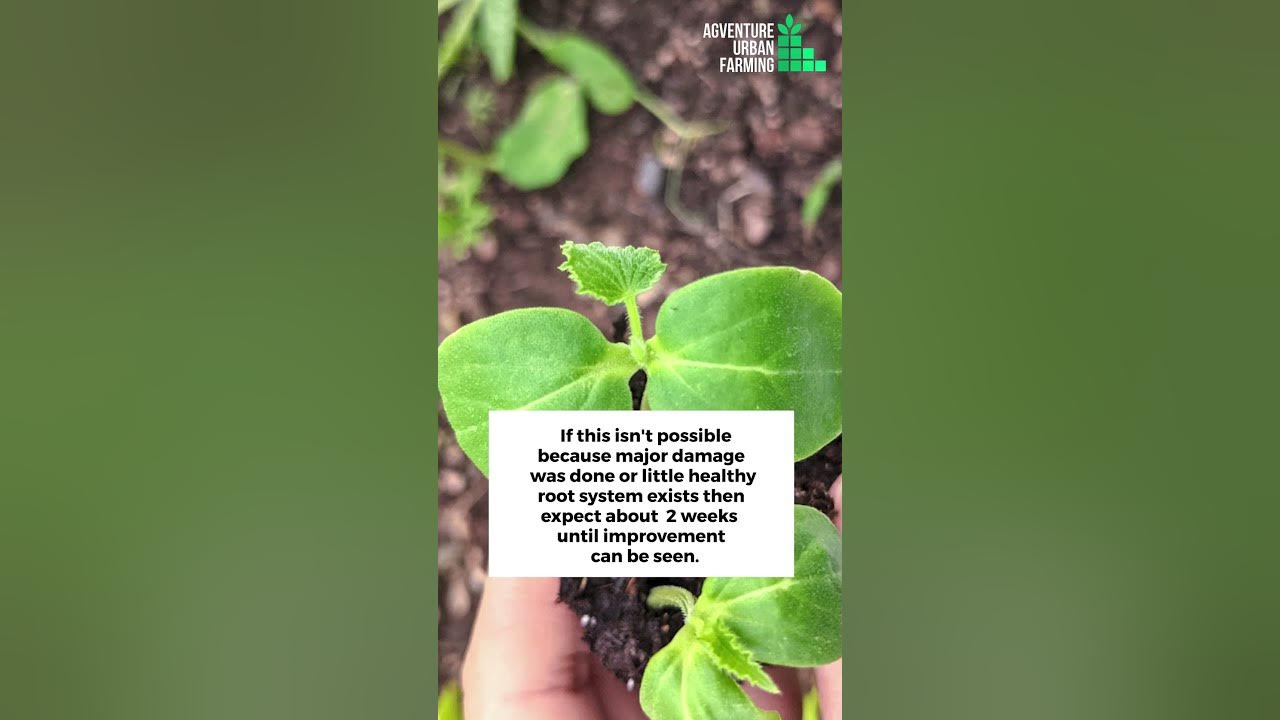 Can seedling recover from overwatering? How to care for an