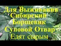 Для выживания Сибирский борщевик Суповой Отвар и едят Все растение Сырым для Рыбалка Охота Грибы Лес