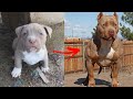 Im a big kid now cute baby animals to adult  dogs glow up compilation