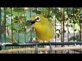 Masteran Pleci Nembak Ajib Mp3 - Mp4 Download