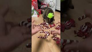 Playing Reverse with Meme #smartcat #reverse #catviralvideo