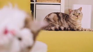 What happens when cats are being jealous